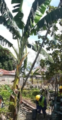 Musa × paradisiaca