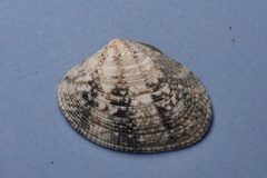 Ruditapes philippinarum