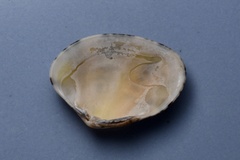 Ruditapes philippinarum