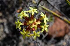 Crassula