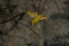 Bulbine favosa