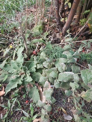 Verbascum sinuatum