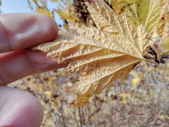 Physocarpus capitatus