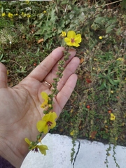 Verbascum sinuatum