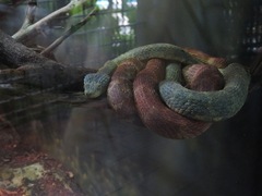 Atheris