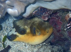 Arothron nigropunctatus