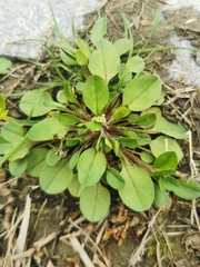 Trigonotis peduncularis