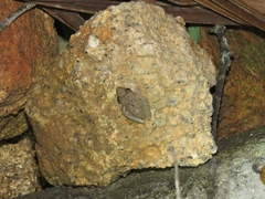 Pristimantis ramagii