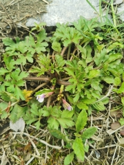 Mazus miquelii