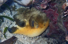 Arothron nigropunctatus