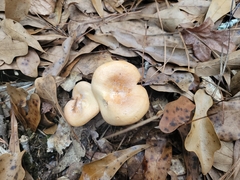 Lactarius xanthogalactus