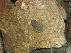 Pristimantis ramagii