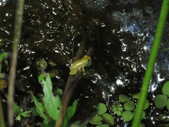 Dendropsophus branneri