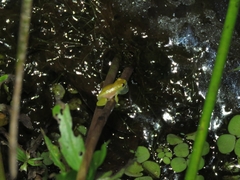 Dendropsophus branneri
