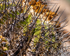 Copiapoa echinoides
