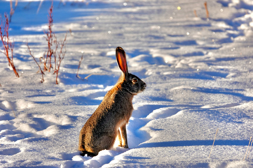 Black-tailed Jackrabbit photographed in Idaho