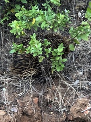 Tachyglossus aculeatus acanthion