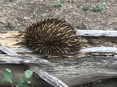 Tachyglossus aculeatus acanthion