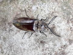 Coleoptera