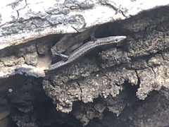 Cryptoblepharus buchananii