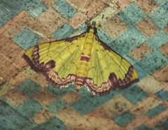 Isocentris