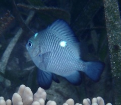 Dascyllus trimaculatus