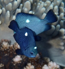 Dascyllus trimaculatus