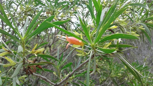 Eremophila oldfieldii F.Muell.