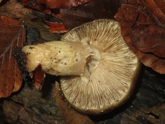Lactarius blennius