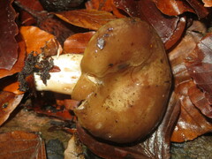 Lactarius blennius
