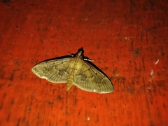 Herpetogramma