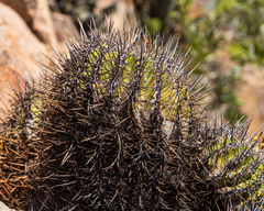 Copiapoa echinoides