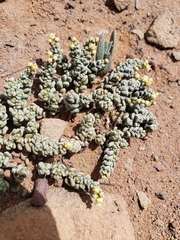 Crassula corallina