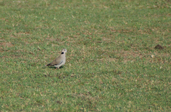 Streptopelia decipiens