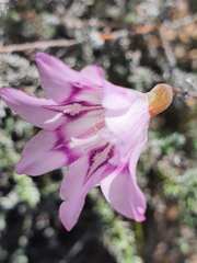 Gladiolus inflatus