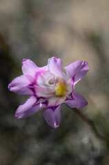 Gladiolus inflatus