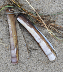 Ensis