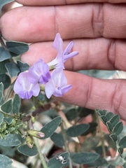 Astragalus lentiginosus wilsonii