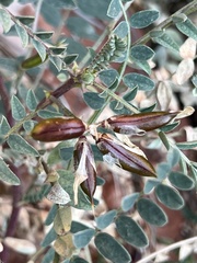 Astragalus lentiginosus wilsonii