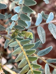 Astragalus lentiginosus wilsonii