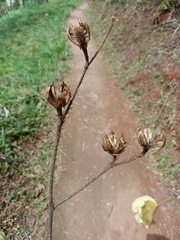Hibiscus macrophyllus