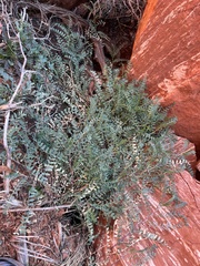 Astragalus lentiginosus wilsonii