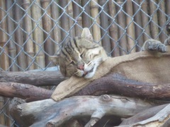 Prionailurus viverrinus