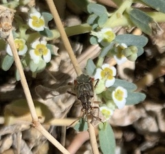 Liorhyssus