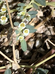 Liorhyssus