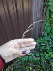 Lolium giganteum