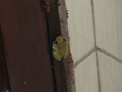 Scinax x-signatus
