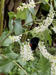 Eumaeus atala
