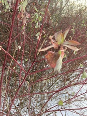 Cornus sericea