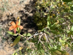 Anisacanthus thurberi